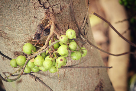 Figs on tree