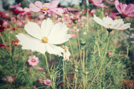 White cosmos flowersの写真素材