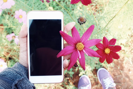 Smart phone with cosmos flowers