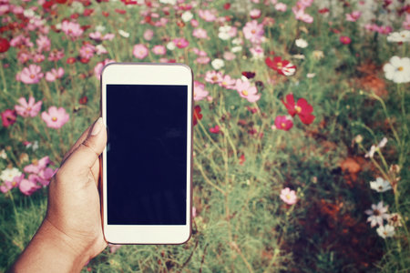 Smart phone with cosmos flowers