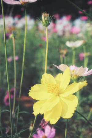 Yellow cosmos flowersの写真素材