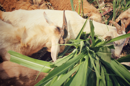 goatの写真素材