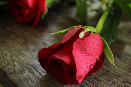 Red roseの写真素材