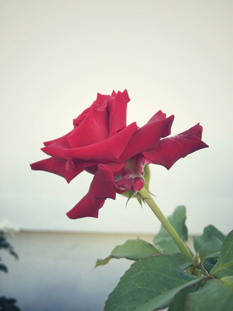 Red roseの写真素材
