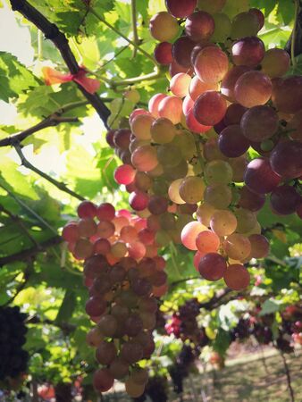 Grapes in vineyardの写真素材