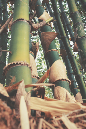 Bambooの写真素材