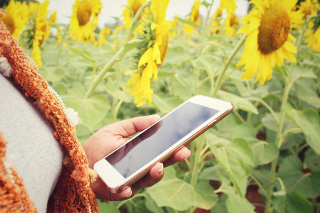 Woman using smart phone with sunflowersの写真素材