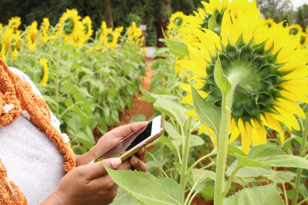 Woman using smart phone with sunflowers