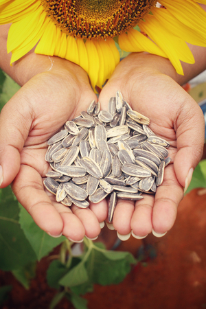 Sunflower seedsの写真素材