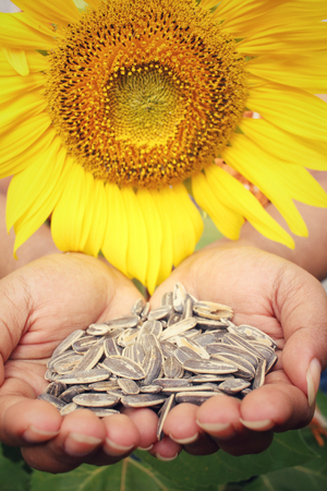 Sunflower seedsの写真素材