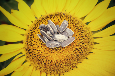 Sunflower seedsの写真素材