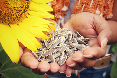 Sunflower seedsの写真素材