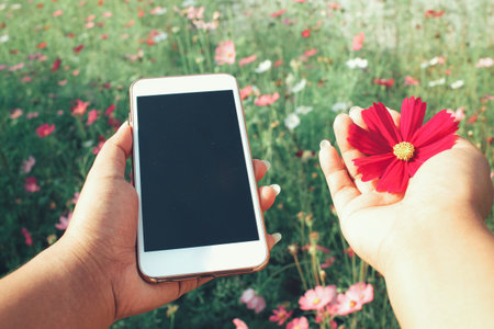 Smart phone with pink cosmos flowersの写真素材