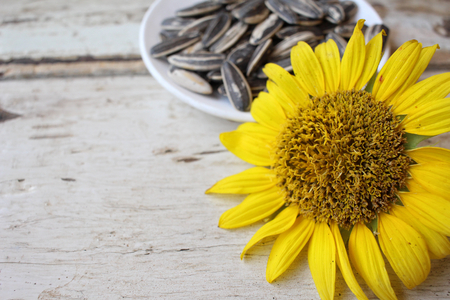 Sunflower seedsの写真素材