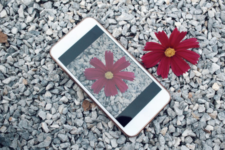 Take photo of pink cosmos flowers with smart phone