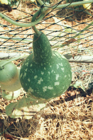 Butternut squashの写真素材