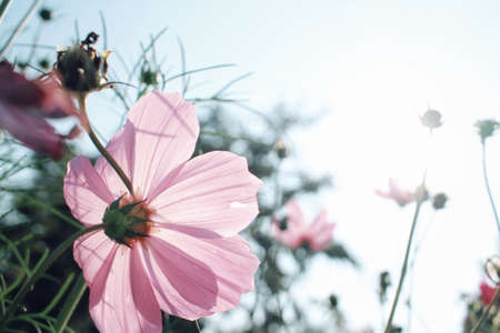 Pink cosmos flowersの写真素材