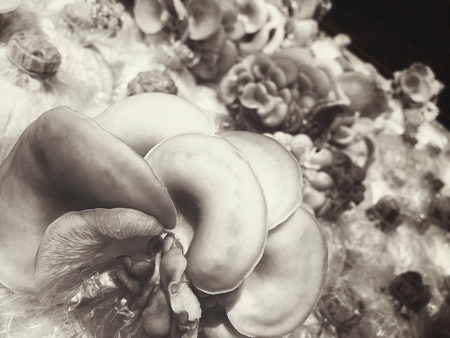 Mushroom.の写真素材