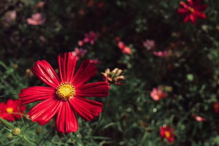 Pink cosmos flowersの写真素材
