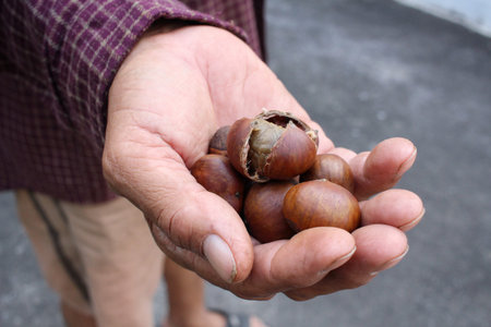 Chestnuts on hands