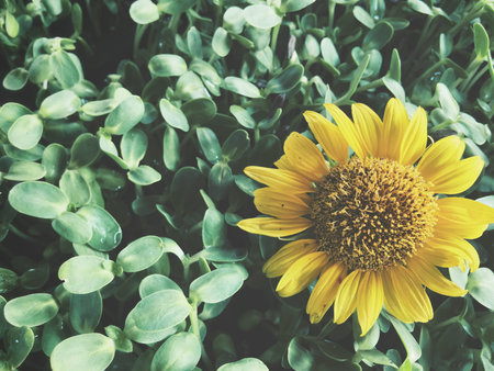 Sunflower with plant