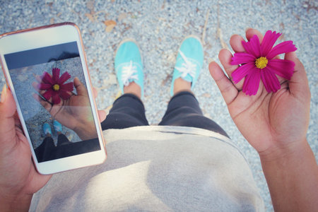Take photo of pink cosmos flowers with smart phone