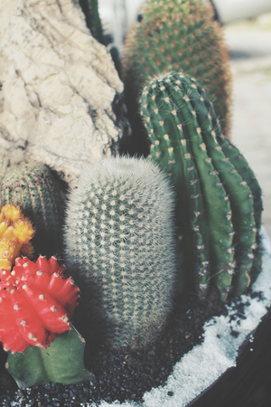 Cactusの写真素材