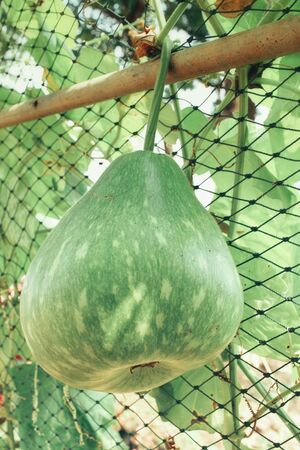 Butternut squashの写真素材