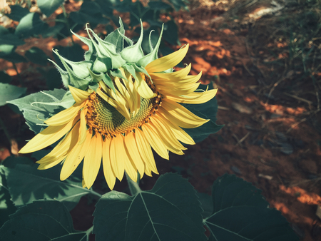 Sunflowersの写真素材