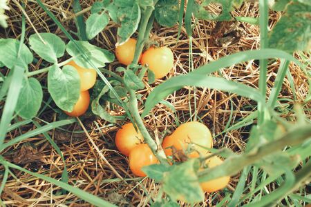 Tomatoes still on treeの写真素材