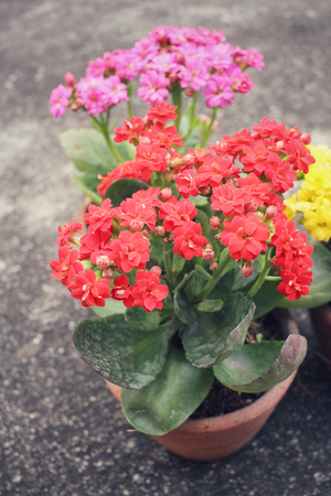 Flowers of cactusの写真素材