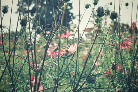 Pink cosmos flowersの写真素材