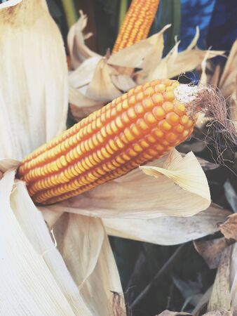 Dried cornsの写真素材