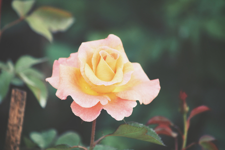 Yellow rose flowersの写真素材