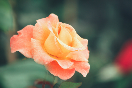 Yellow rose flowersの写真素材