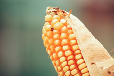 Dried cornsの写真素材