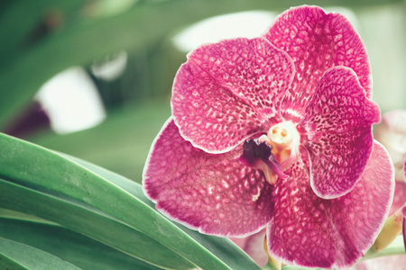 Vintage orchid flowers