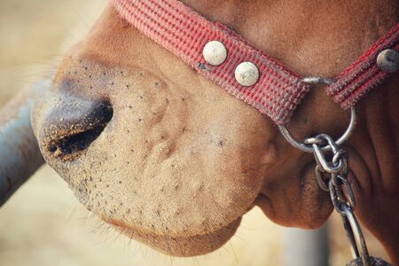 cow in a stableの写真素材