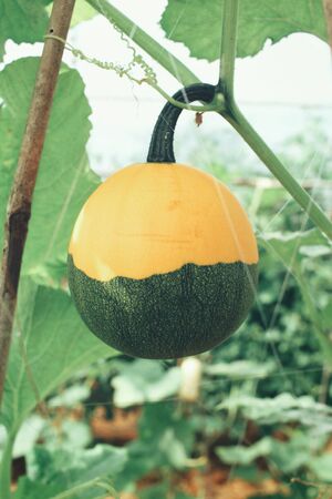 Butter nut squashの写真素材