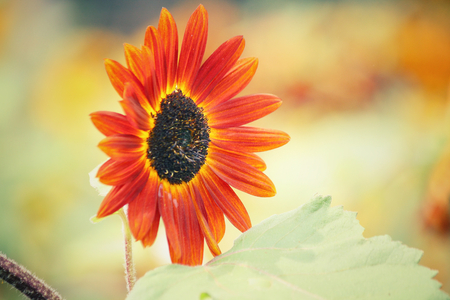 Sunflowersの写真素材