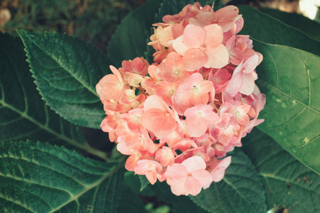 Hydrangea flowers