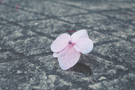 Hydrangea flowersの写真素材