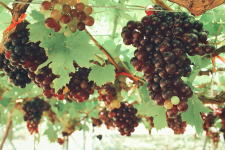 Grapes in vineyardの写真素材