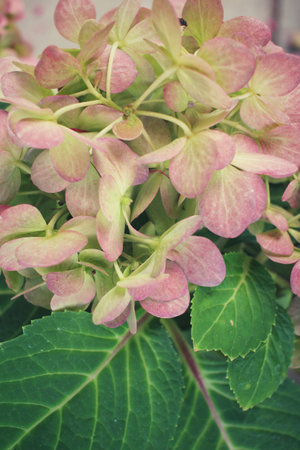 Hydrangea flowers