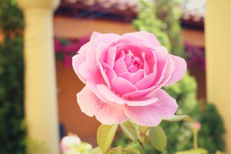 Pink rose flowerの写真素材