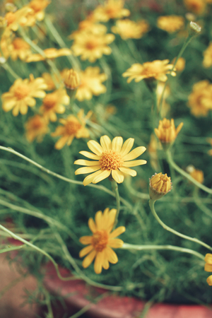 Daisy flowers - yellow flowersの写真素材