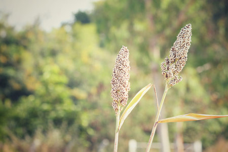 Millet fieldの写真素材