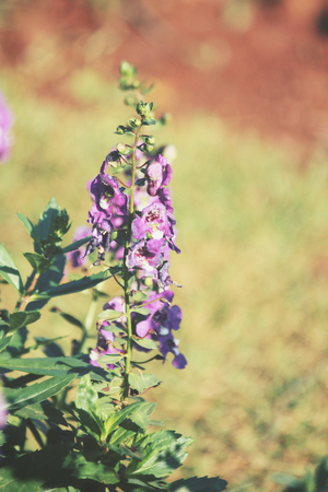 Purple salvia flowersの写真素材