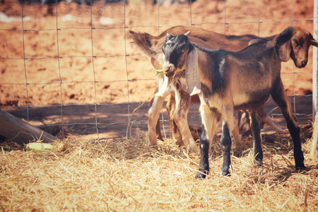 Goatの写真素材