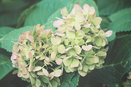 Hydrangea flowersの写真素材